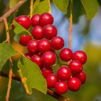 Гроздь красноплодной черемухи. :: Николай Зиновьев