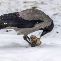 Вороне как - то кто - то ... :: Анатолий. Chesnavik.