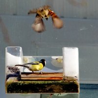 Атака :: Александр Чеботарь