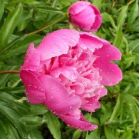 Пионы после дождя... :: Александр Герасенков