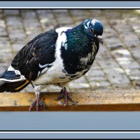 Голубок :: Владимир Кроливец