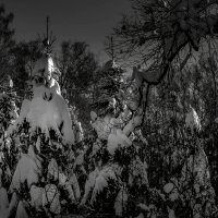 лесной страж :: Va-Dim ... лесной страж :: Va-Dim ...