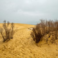 Пустыня зимой. Бархан Сарыкум. Дагестан. :: Дина Евсеева