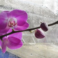 За окном непогода... :: Надежда Куркина 