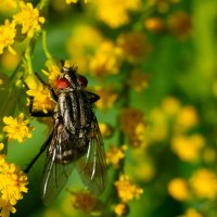 Летнее макро :: Владимир Лазарев
