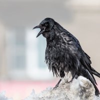 Ворона :: SanSan 