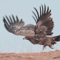 Steppe Eagle (nipalensis) :: Yudong Liu Steppe Eagle (nipalensis) :: Yudong Liu