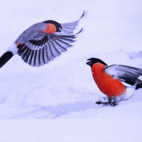 Что-то не поделили :: Людмила Смородинская