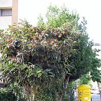 Барселона. :: Владимир Драгунский