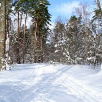 Зимний лес . :: Милешкин Владимир Алексеевич 