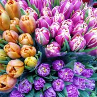 Весна :: Лариса С.