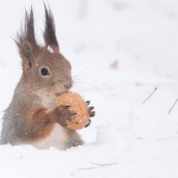 Откопала! :: Владимир Безбородов Откопала! :: Владимир Безбородов