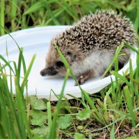 ЕЖИК ПЬЕТ МОЛОКО... :: Валентина 