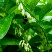 На клумбе :: Александр Силинский