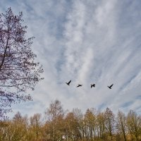 (°-°) :: Jakob Dick