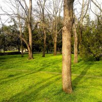 Керчь. Сквер Лётчиков ранней весной. :: Пётр Чернега