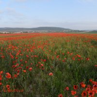 Природа Крыма :: Изумительная Космея