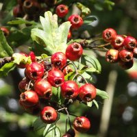 Боярышник :: Freddy 97