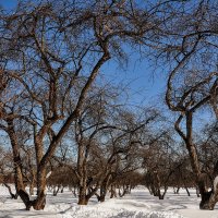 Яблоневый сад в Коломенском,,,, :: Анатолий Колосов