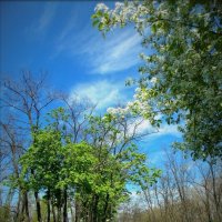 Весна :: Оксана Новик 