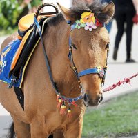 жду седока :: Олег Лукьянов