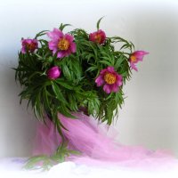 Пион уклоняющийся. :: nadyasilyuk Вознюк