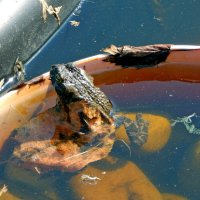 Мой прудик жаб облюбовал. :: ВикТор Быстров