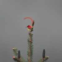 Огненнохвостая нектарница :: Yudong Liu