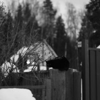 Мечты о ч/б Лейке 36. :: Михаил Елочкин