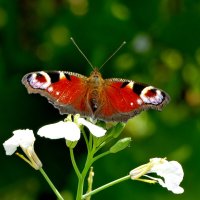 опять про бабочек...524 :: Александр Прокудин