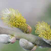 Распустила верба желтые серёжки... :: Надежда Куркина 