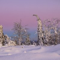 Розовый вечер :: Галина Новинская