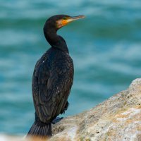 зеленоглазый :: Виталий Емельянов