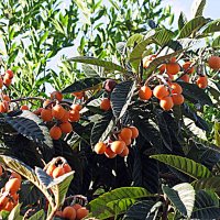 Плоды Барселоны. :: Владимир Драгунский