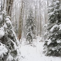 Снежно-нежно :: Лариса С.