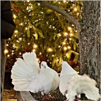 Ручные голубки. :: Валерия Комова