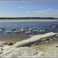 Перезимовали :: Aleksandr Gal