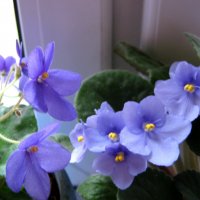 Фиалки :: Елена Семигина