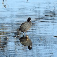 лысуха :: ИННА ПОРОХОВА