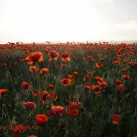 Природа Крыма :: Изумительная Космея