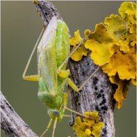 Зеленый клоп (Closterotomus norwegicus). :: Александр Григорьев