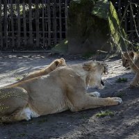мама сердится :: Андроник Александр 