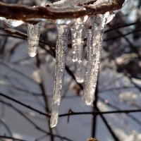 Сосульки :: светлана льдокова