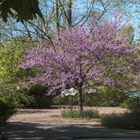 Буйное  цветение :: Валентин Семчишин