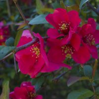 Японская   айва Хеномелес :: Валентин Семчишин