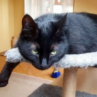 Грусть :: Galina Solovova