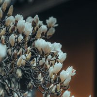 Магнолия обнаженная, или Magnolia denudata :: Дмитрий 