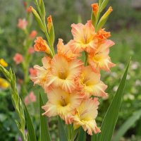 ЦВЕТЫ :: МАРИЯ ПОПОВА