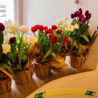 Весна :: Ирина Соловьёва