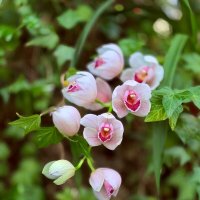 Веточка орхидеи :: Любовь 